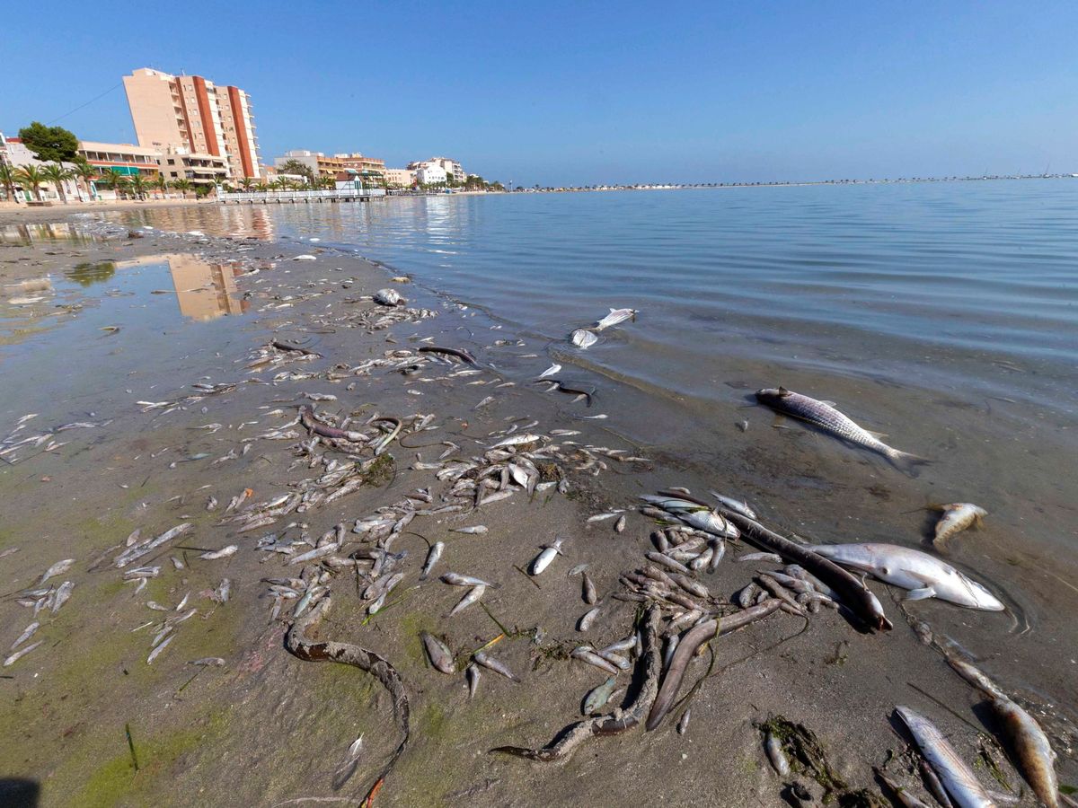 Agrónomos españoles lograron demostrar que no son ellos los que contaminan el Mar Menor