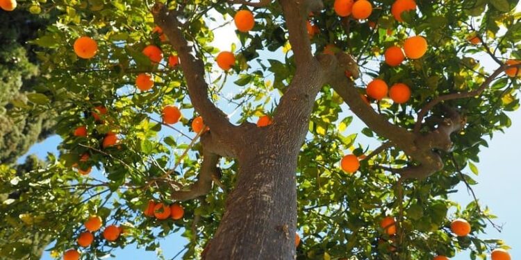 Los nuevos modelos productivos en cítricos serán presentados en el citrus Connect