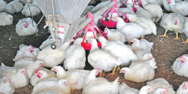 Apareció el primer caso de gripe aviar en aves de corral