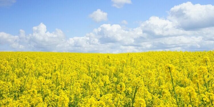 Estados Unidos introducirá el cultivo de canola para aumentar la producción de biocombustibles