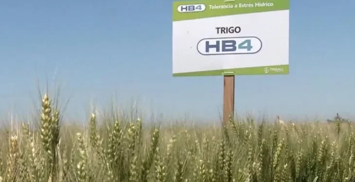 El trigo tolerante a sequía fue aprobado en Brasil