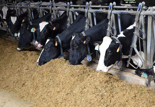 Por falta de forrajes podrían perderse más de 2 millones de litros de leche