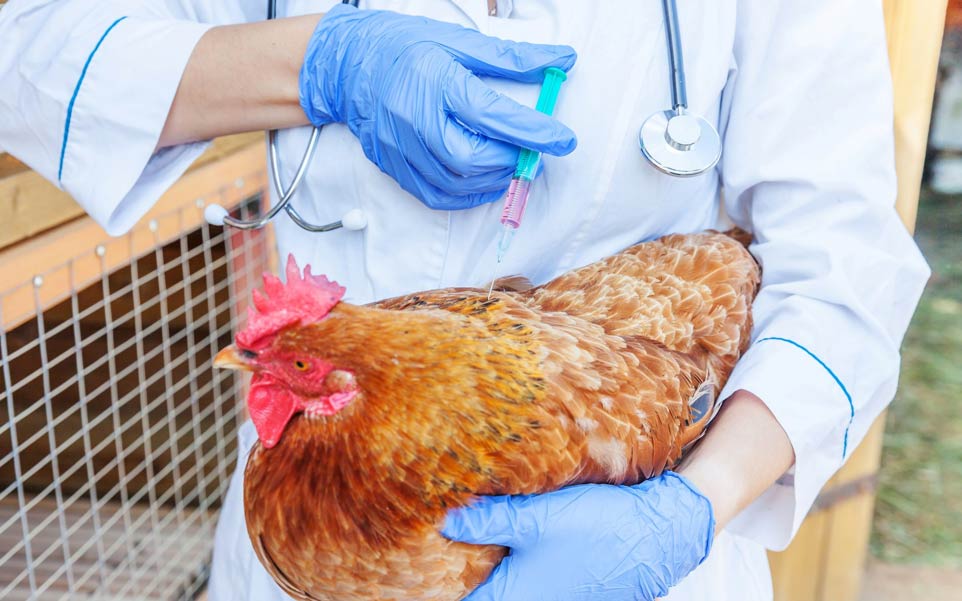 Holanda prueba con éxito dos vacunas contra la gripe aviar