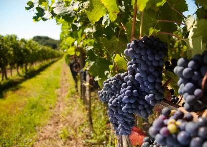 Avanzan en investigaciones de uvas para la vinificación en los Valles Calchaquíes