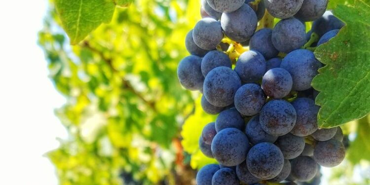 Consejos para el éxito en la cosecha de uvas