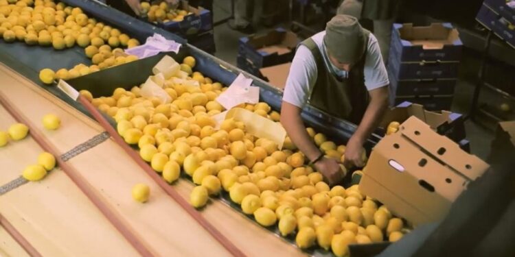 El gobierno de Salta declaró situación de emergencia para productores citrícolas y cañeros