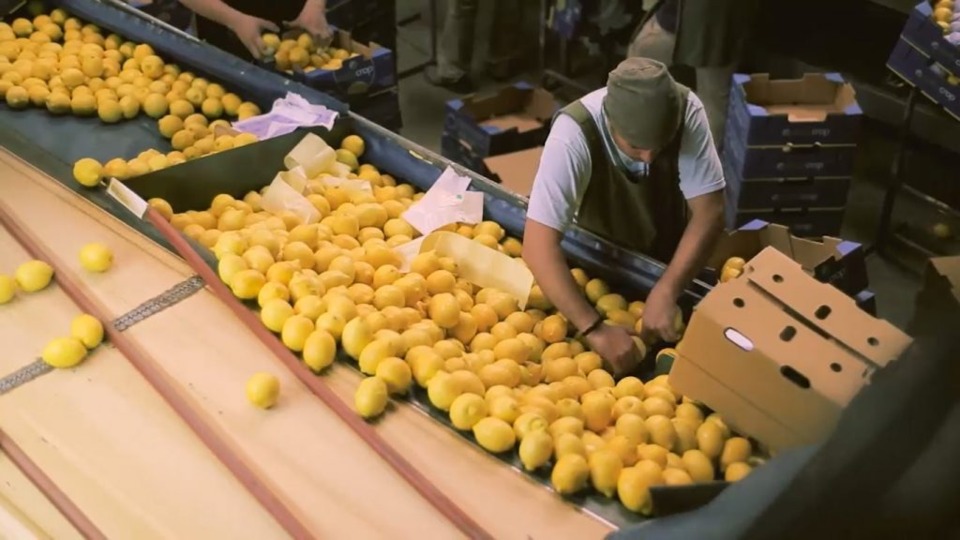 El gobierno de Salta declaró situación de emergencia para productores citrícolas y cañeros