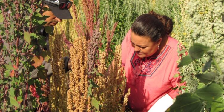Investigadoras de Marruecos estuvieron en Tucumán por el proyecto de cultivo de quinoa