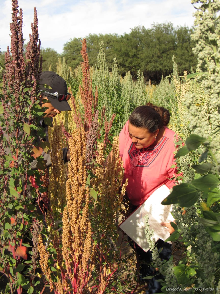 Investigadoras de Marruecos estuvieron en Tucumán por el proyecto de cultivo de quinoa