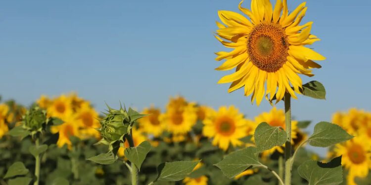 El sorgo, la cebada forrajera y el girasol fueron incluidos al dólar agro