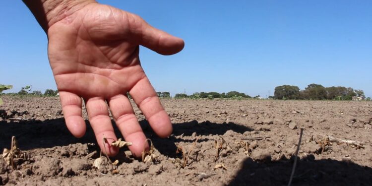 Emergencia agropecuaria: desde hoy estará disponible el pago de la ayuda del Estado