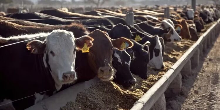 Los ganaderos tienen sus esperanzas puestas en los feedlots