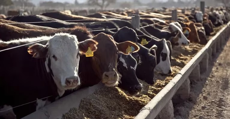Los ganaderos tienen sus esperanzas puestas en los feedlots