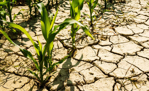 El cambio climático afecta a la salud de los suelos agrícolas