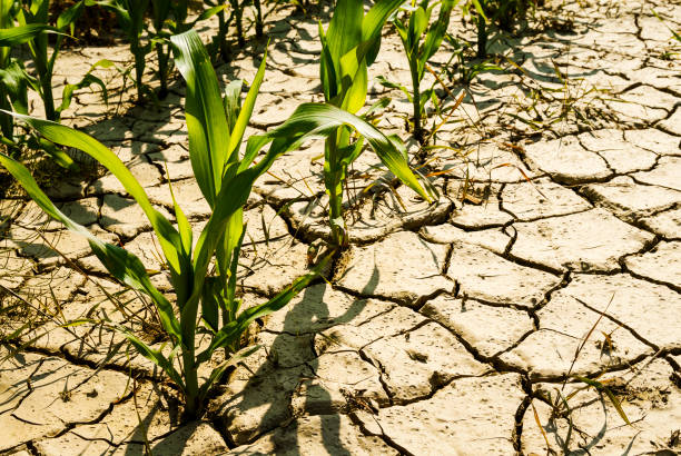 El cambio climático afecta a la salud de los suelos agrícolas