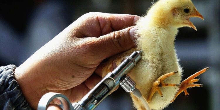 La gripe aviar mantiene en suspenso la producción de pollos y huevos