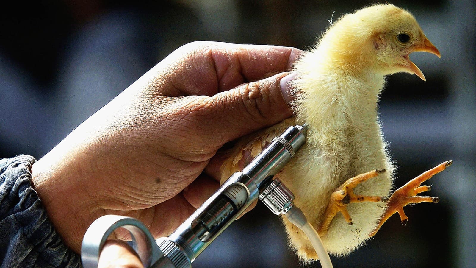 La gripe aviar mantiene en suspenso la producción de pollos y huevos