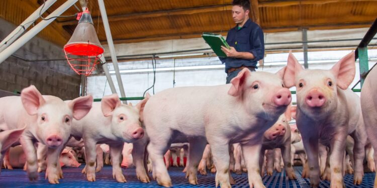 El papel de la microbiota intestinal en la producción porcina