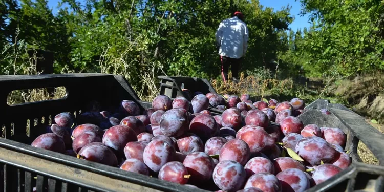 Ya se exportaron a Brasil más de 200 toneladas de ciruela en fresco sin bromurar