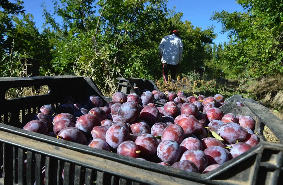 Ya se exportaron a Brasil más de 200 toneladas de ciruela en fresco sin bromurar