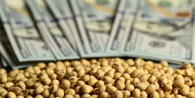 El sorgo, la cebada forrajera y el girasol fueron incluidos al dólar agro