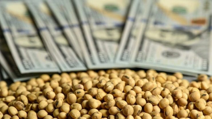 El sorgo, la cebada forrajera y el girasol fueron incluidos al dólar agro