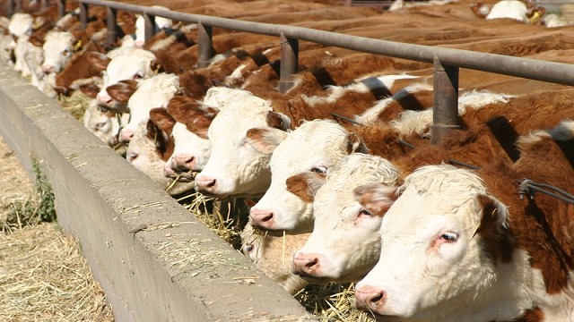 Los feedlots mejoraron su rentabilidad
