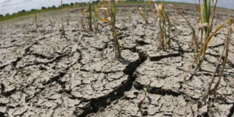 La sequía hizo estragos en los últimos cuatro meses y afectó al 95% de los productores