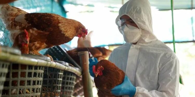 Se especula con una mutación del virus de la gripe aviar