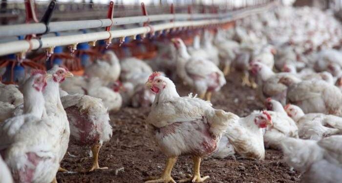 No era gripe aviar y no sacrificarán 200.000 aves en Corrientes