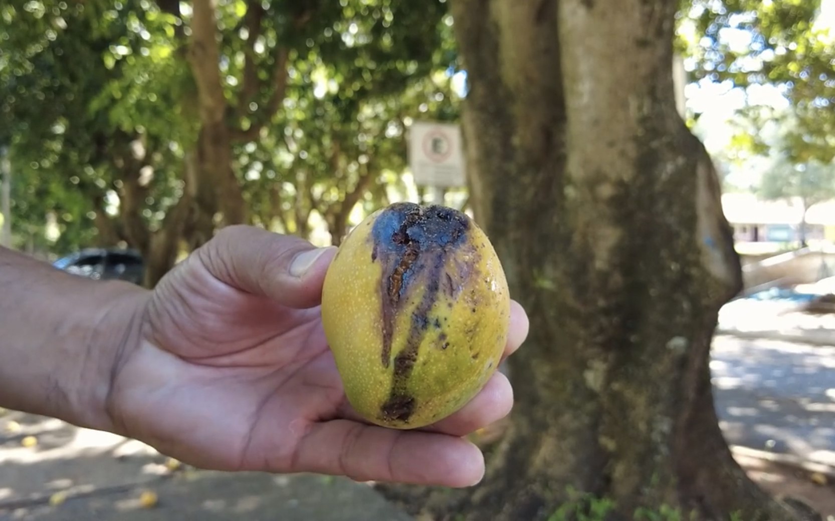 Se detectó la enfermedad de la mancha negra bactariana en mangos de Formosa