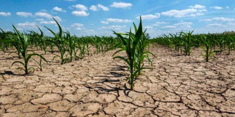 Los números del agro están en rojo
