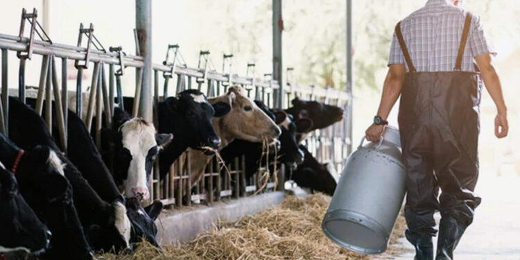 Preocupante caída de la producción de leche