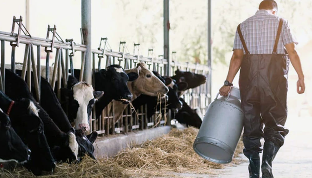 Preocupante caída de la producción de leche