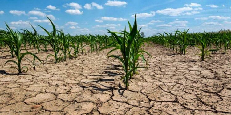 Declaran emergencia y desastre agropecuario en dos provincias