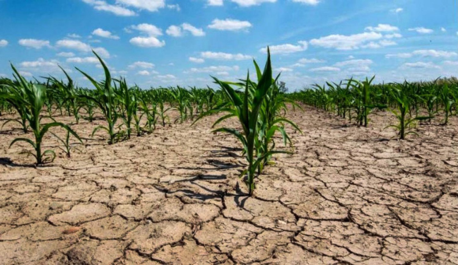 Declaran emergencia y desastre agropecuario en dos provincias