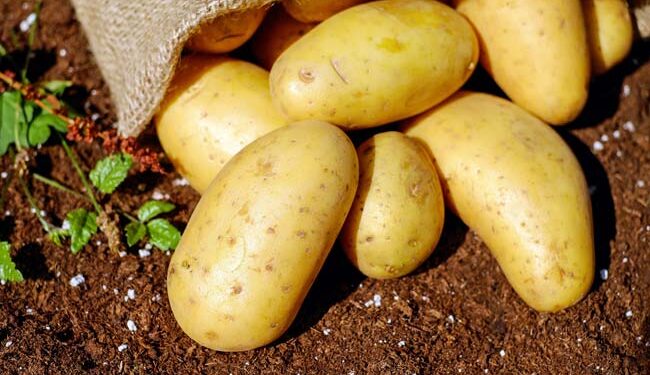 El Día Internacional de la Sanidad Vegetal busca sensibilizar sobre el cuidado de las plantas