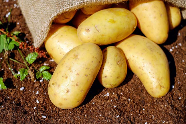 El Día Internacional de la Sanidad Vegetal busca sensibilizar sobre el cuidado de las plantas