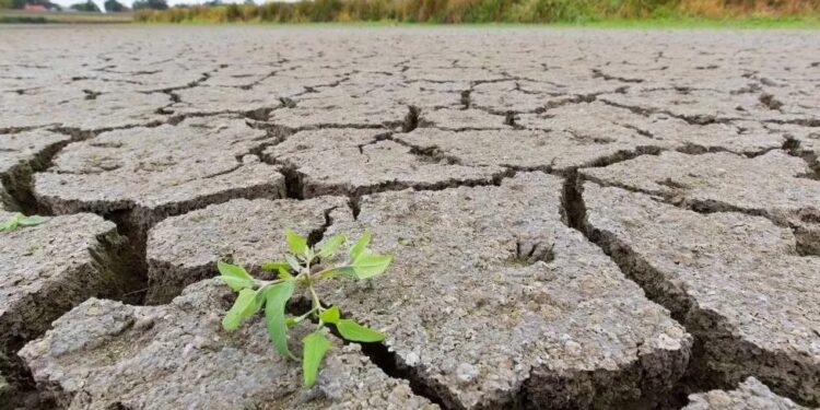 El impacto económico de las sequías, un fenómeno cada vez más frecuente