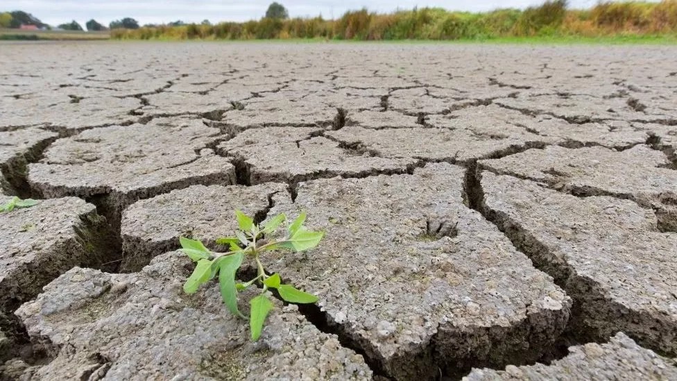 El impacto económico de las sequías, un fenómeno cada vez más frecuente