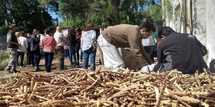 La importancia de la harina de algarroba en la reserva de Ñancuñan