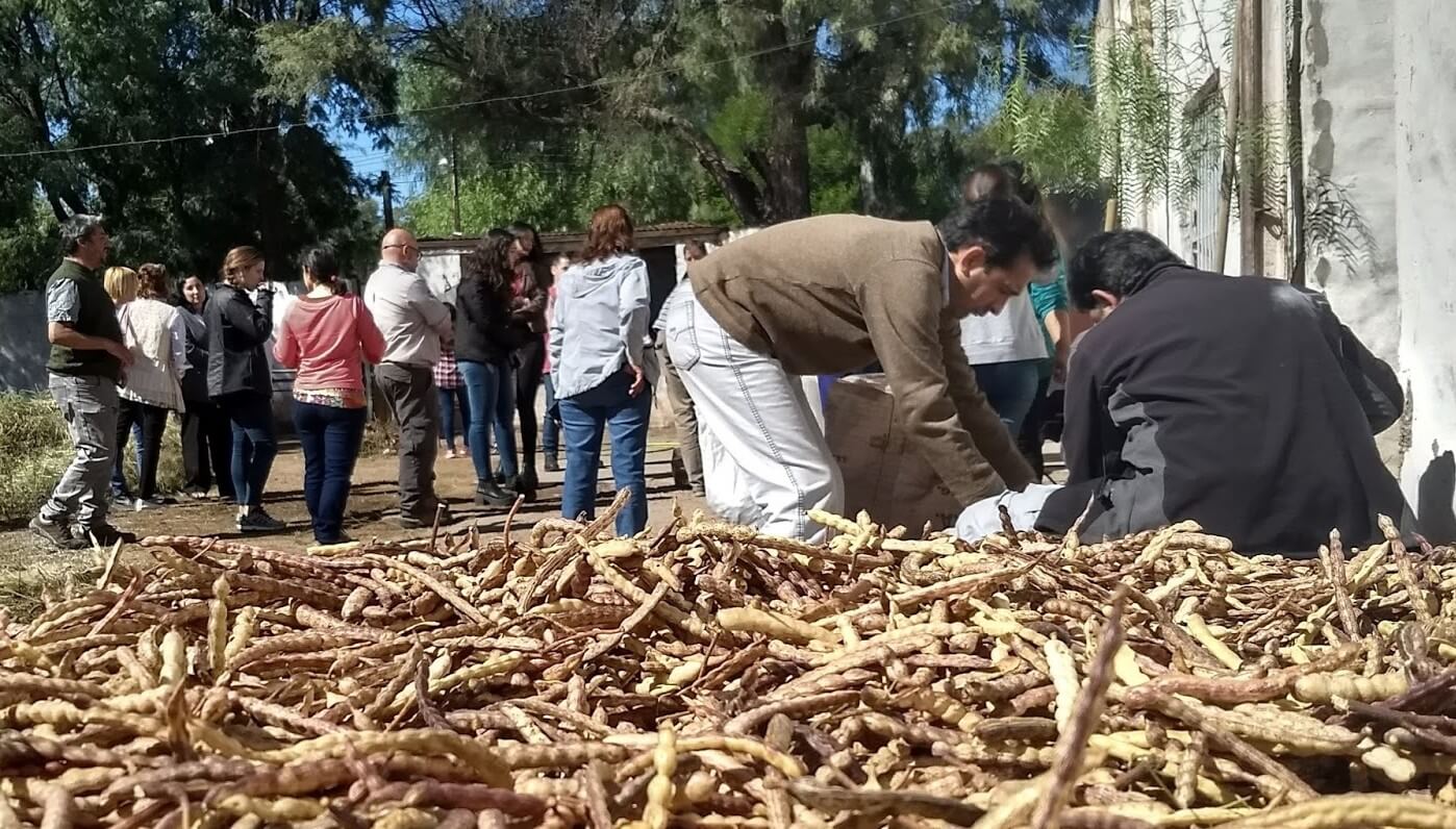 La importancia de la harina de algarroba en la reserva de Ñancuñan