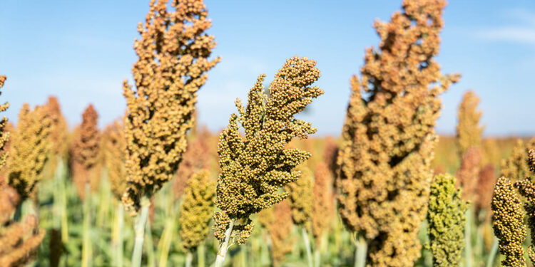 Sorgo y maíz: actualizan los requisitos fitosanitarios para las exportaciones a China