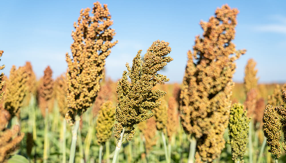 Sorgo y maíz: actualizan los requisitos fitosanitarios para las exportaciones a China