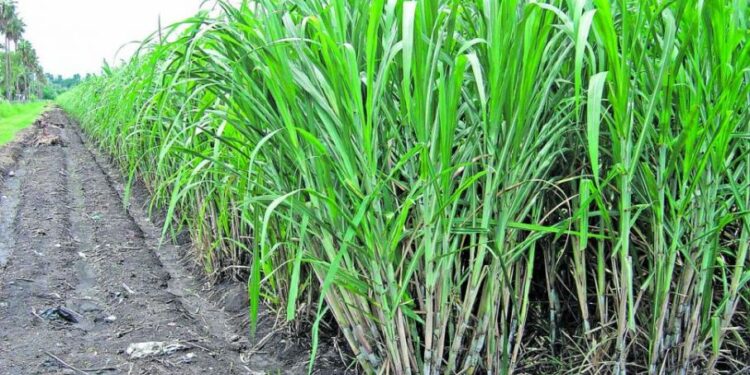 La deficiencia de potasio y la sequía en la producción de caña de azúcar en Tucumán