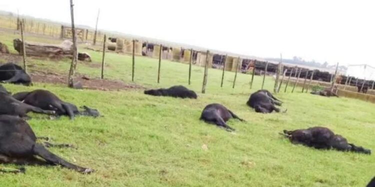 Alerta Nitrato: Una intoxicación mató 200 vacas en Entre Ríos