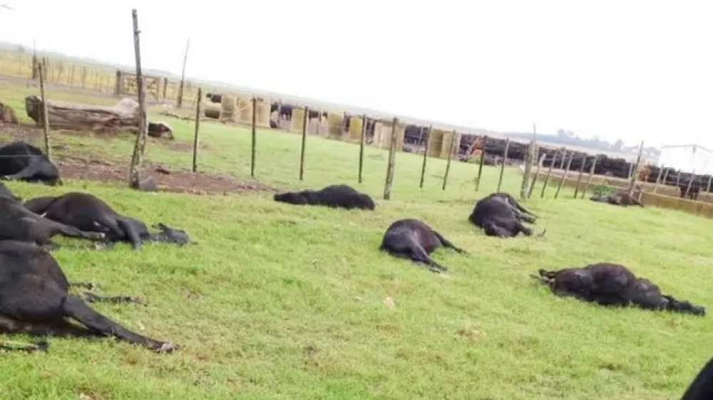 Alerta Nitrato: Una intoxicación mató 200 vacas en Entre Ríos