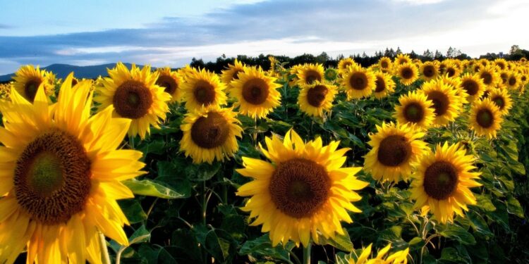 La cosecha y la producción de girasol fue cercana a la media de los últimos 5 años