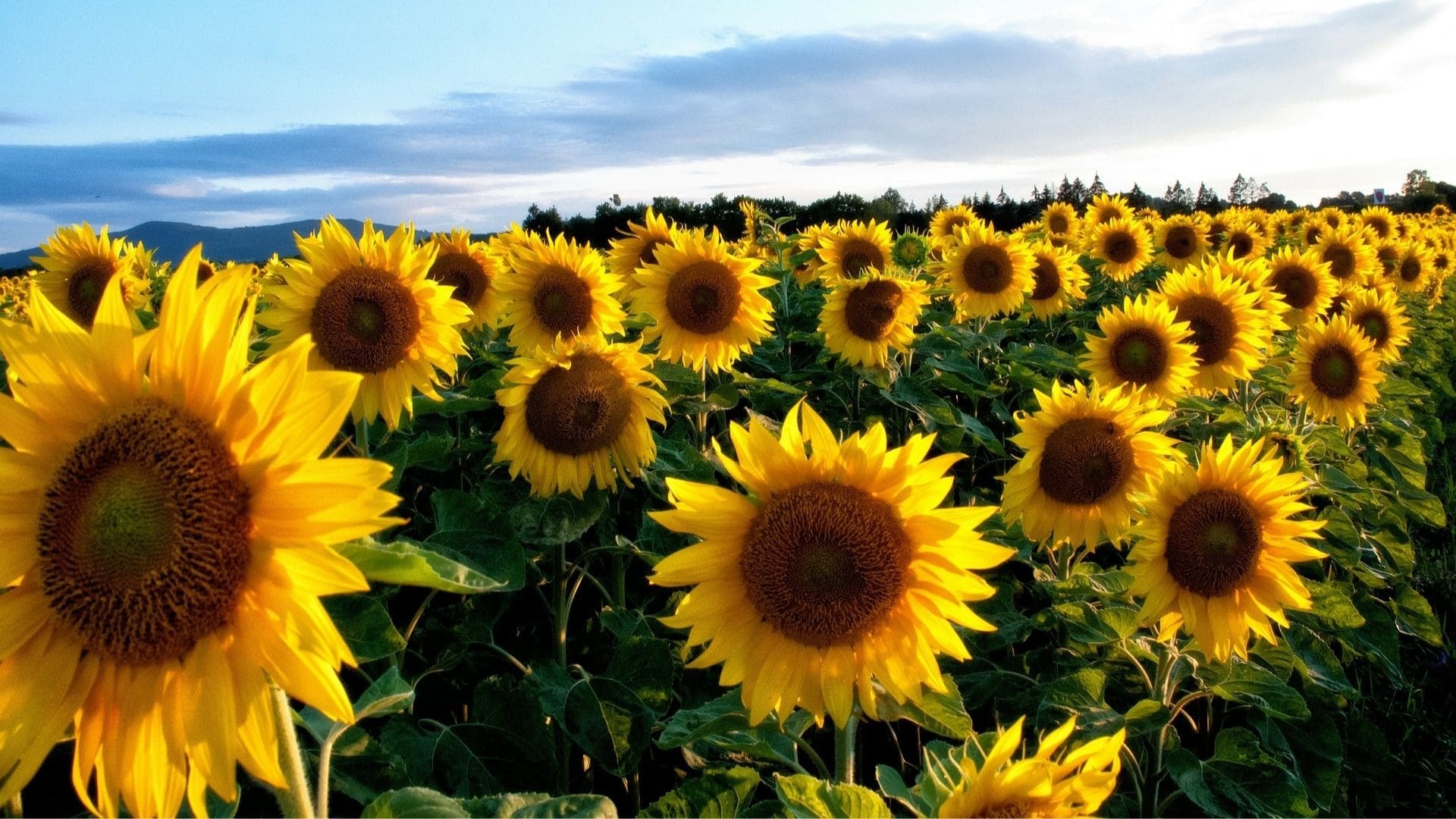 La cosecha y la producción de girasol fue cercana a la media de los últimos 5 años