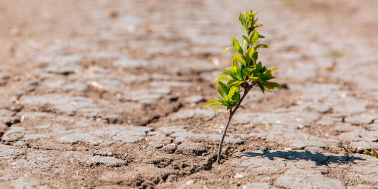 Cambio climático: estudian la respuesta del olivo ante situaciones de estrés hídrico